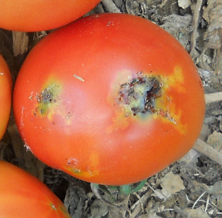 Moljac paradajza (Tuta absoluta) 005.JPG